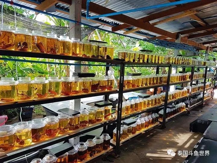 泰国斗鱼两日游攻略,泰国顶级斗鱼渔场两日游