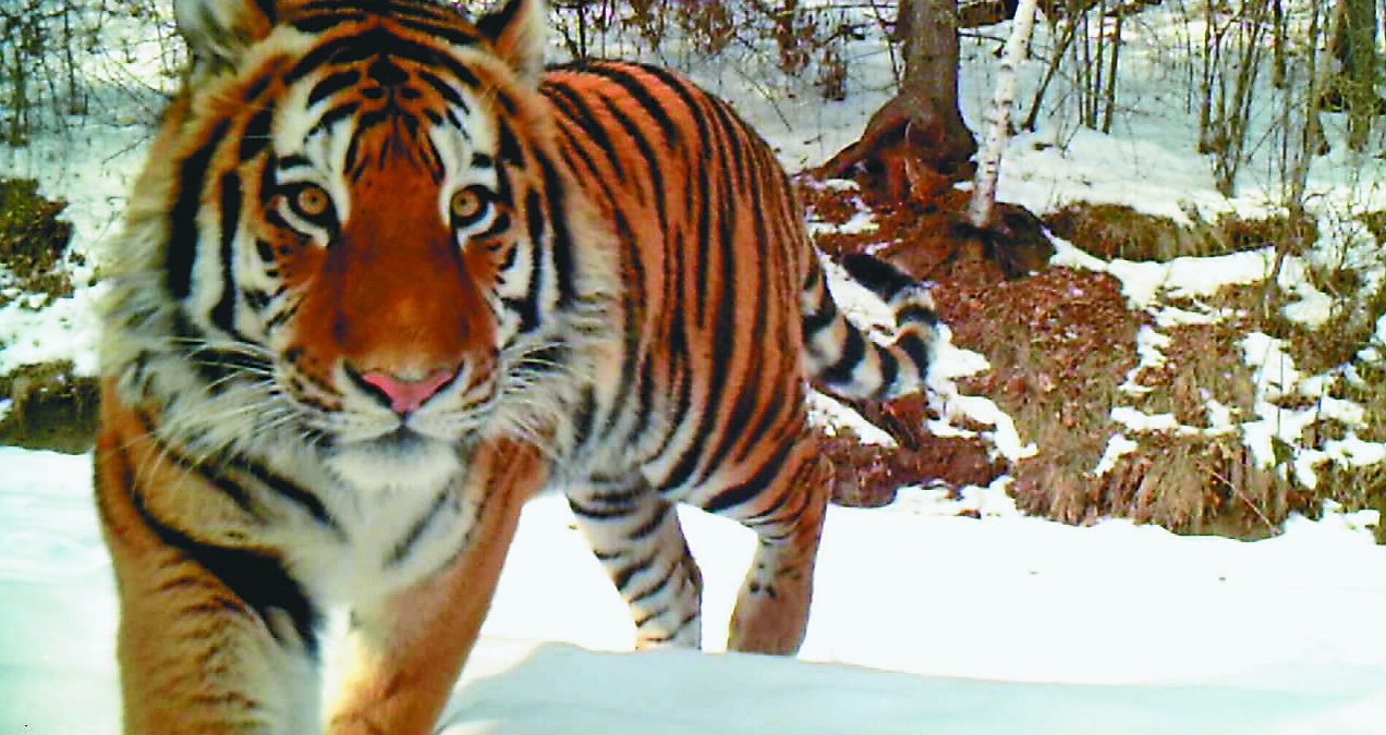 黑龙江男生9大优点自己都不知道自己竟然这么优秀