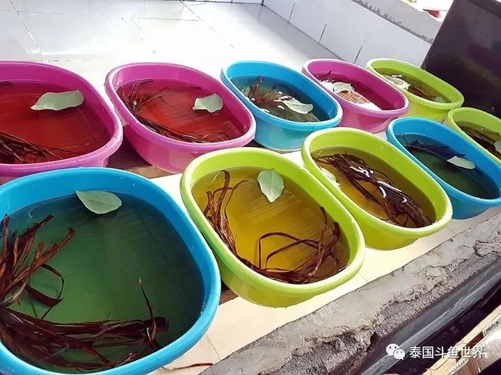 泰国斗鱼两日游攻略,泰国顶级斗鱼渔场两日游