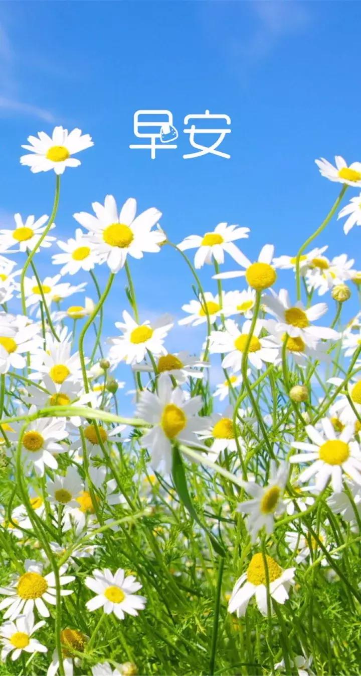 周一早上好最漂亮的早安问候语,早上好祝福问候语大全简短一点