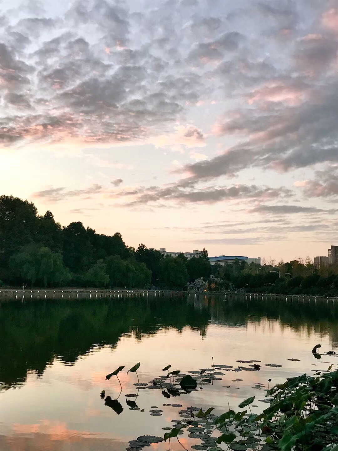 这是，浙师！双龙学者王辉教授眼中的师大，美不胜收！