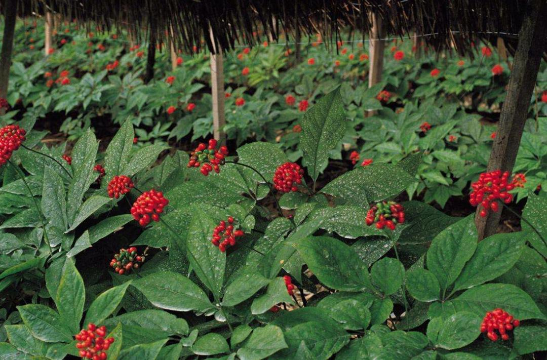 韩国人把人参当食品,人参是一种大补品