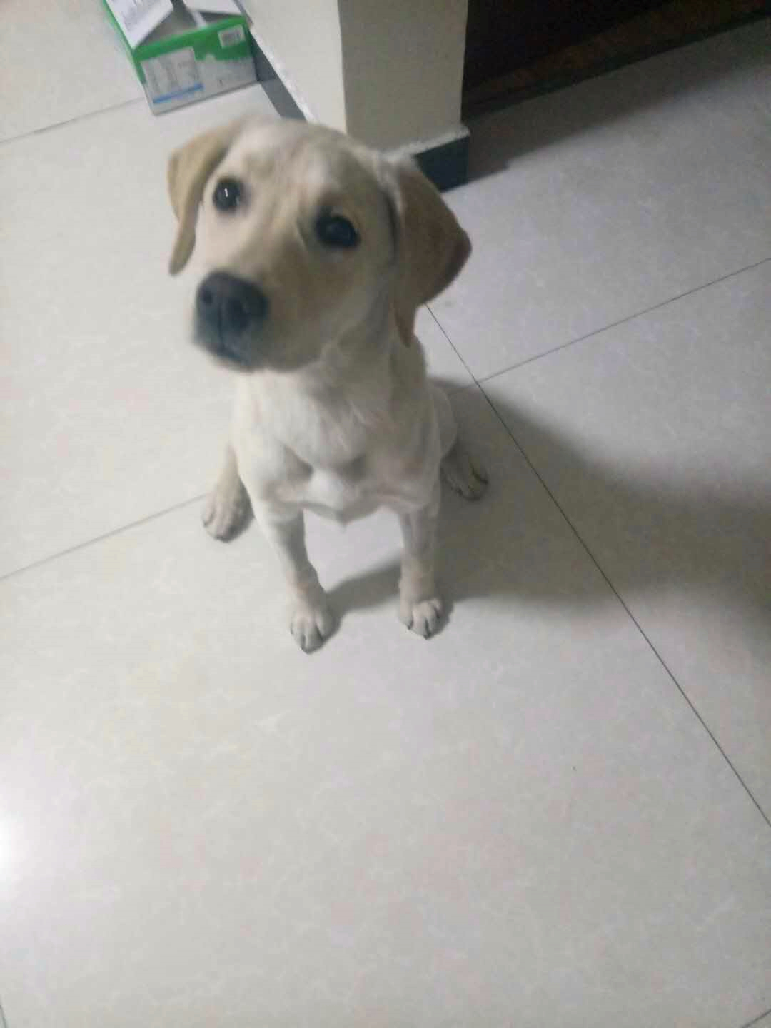 狗狗得了细小和冠状怎么治疗,利巴韦林可以治疗狗狗细小吗