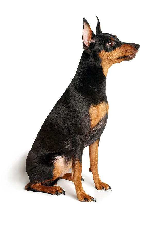 深度解读真假美猴王 (细节分辨真假美猴王)