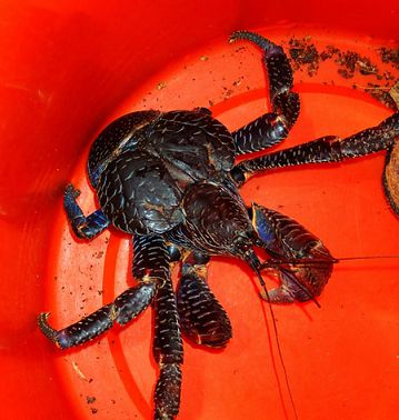 从前爱上帕劳有九大理由，现在我们给你第十个！