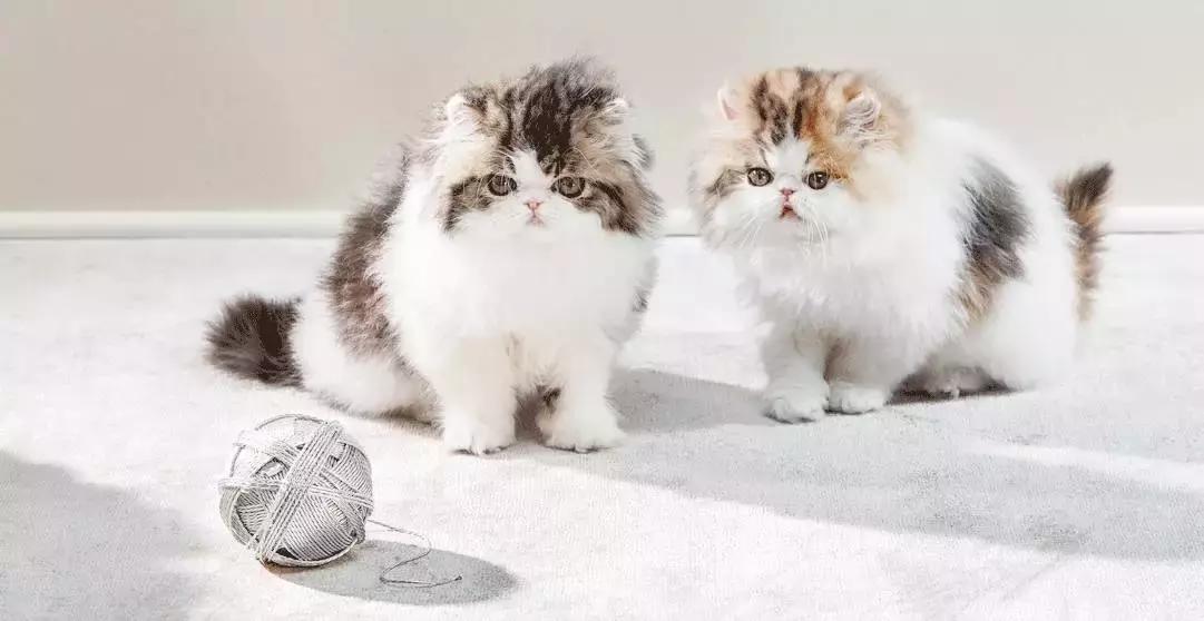 放弃吧｜这些大牌周边，想都想不到