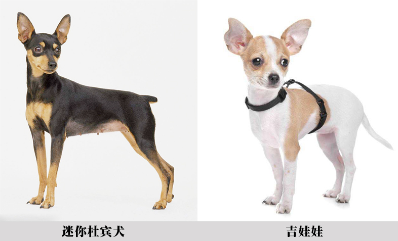 深度解读真假美猴王 (细节分辨真假美猴王)