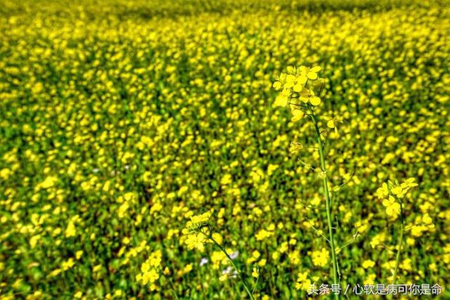 坝美世外桃源简介,坝美世外桃源旅游怎么样