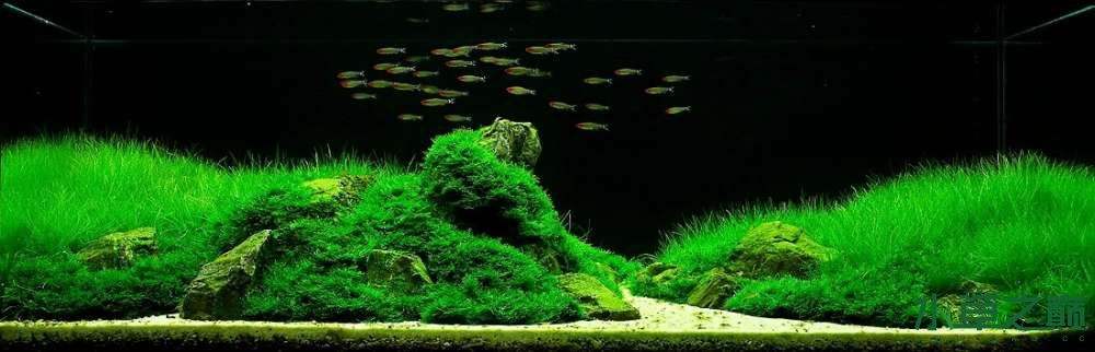 草缸造景中景草怎样选,草缸水草造景教学视频