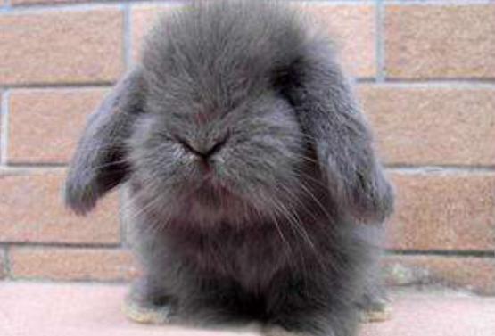 兔子垂耳兔挂链,垂耳兔挂链子