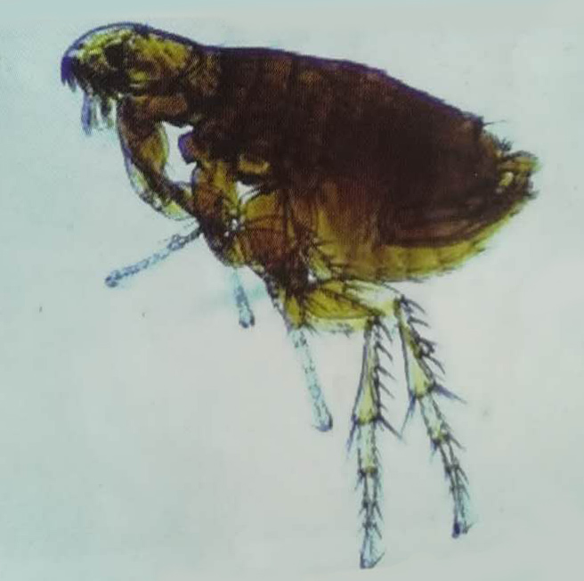 快速消灭宠物身上的跳蚤和虱子,宠物身上有虱子小技巧