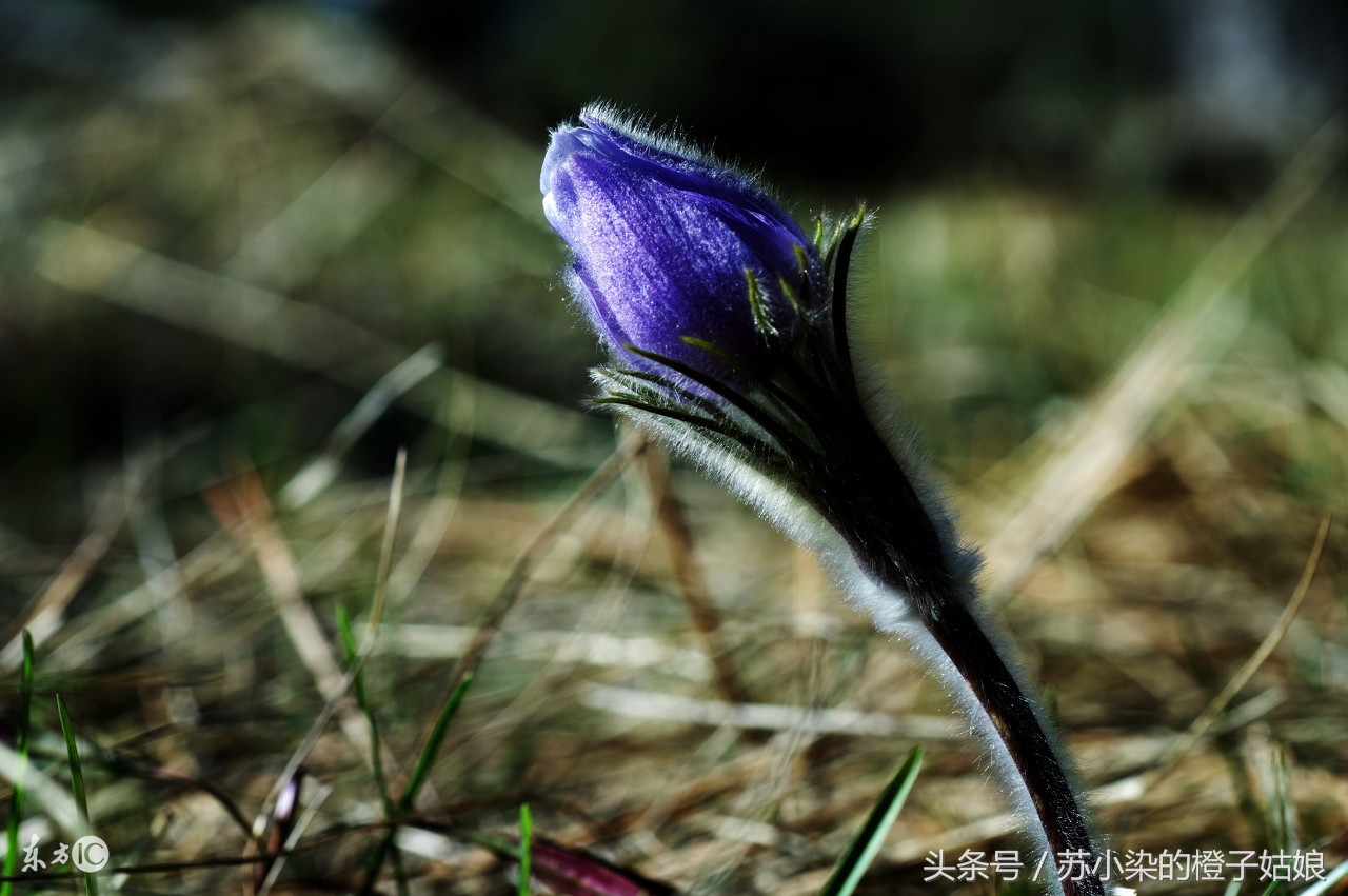 苏小柒剪映教学,花弄影写的小说