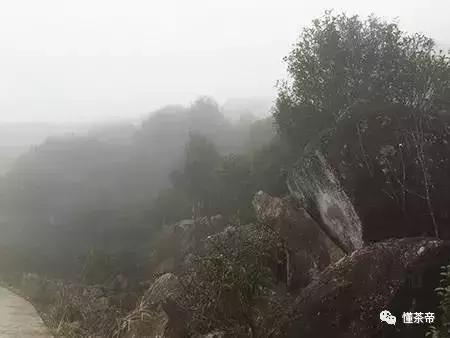 凤凰单丛为什么这么香,凤凰单丛真的有那么香吗