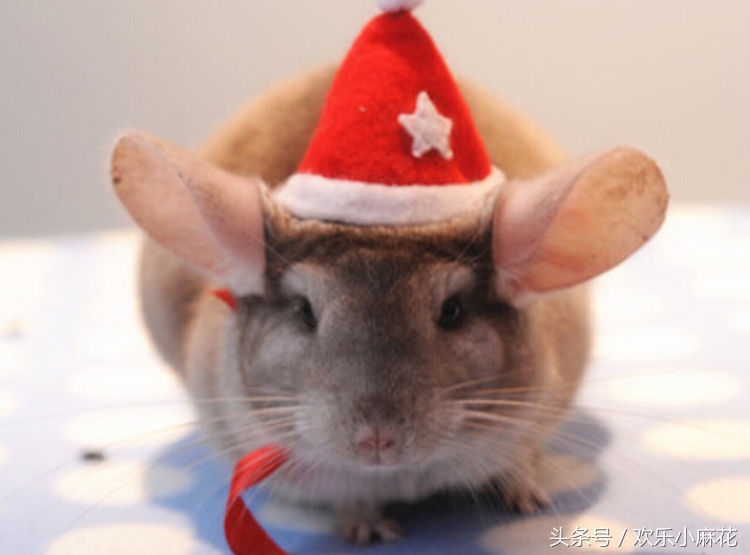 天天吸猫的你看过这些猫科动物吗 (可爱龙猫啮齿目毛丝鼠科动物)