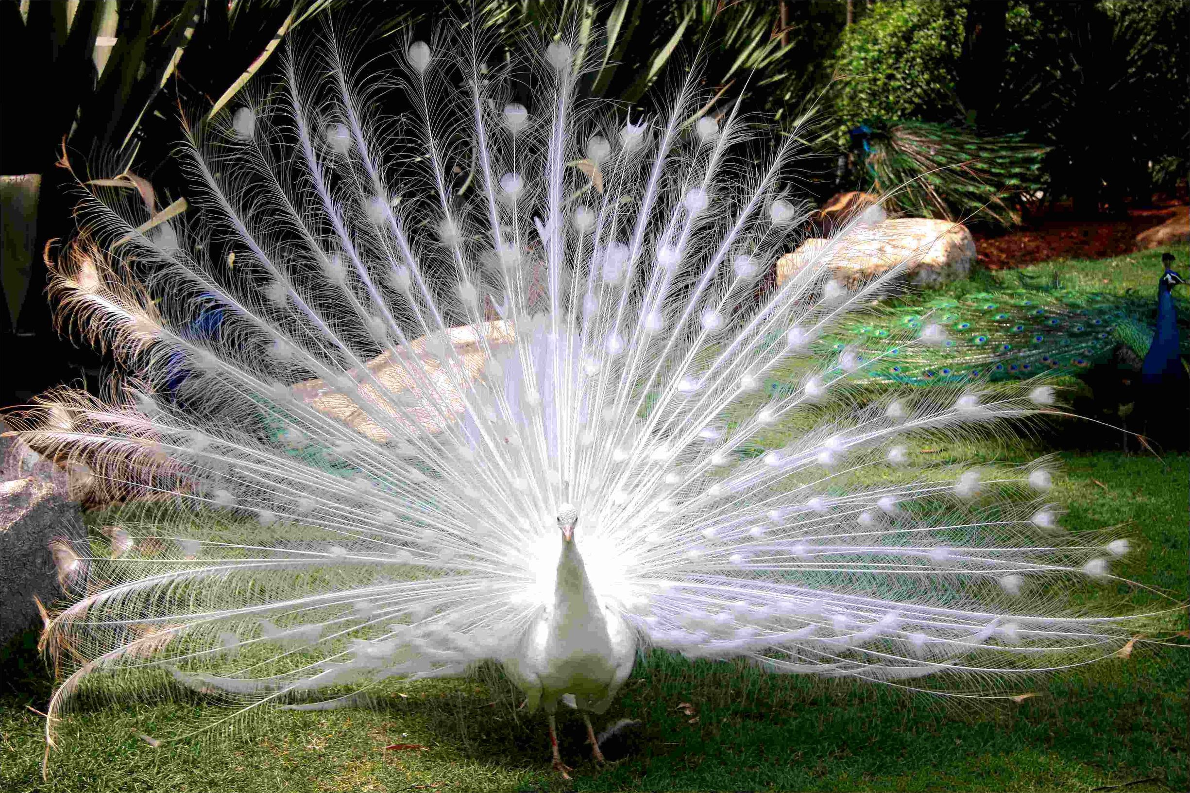 没有买卖就没有杀害！为了利益，商人们盯上了孔雀和它们的蛋……