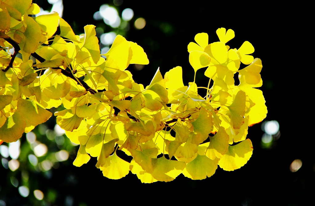 又到银杏叶黄时,又到一年银杏黄