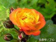 火烈鸟玫瑰花语寓意,玫瑰花语及寓意