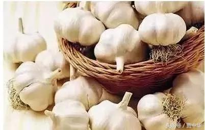 治猪病的草药,什么药能治猪的百病