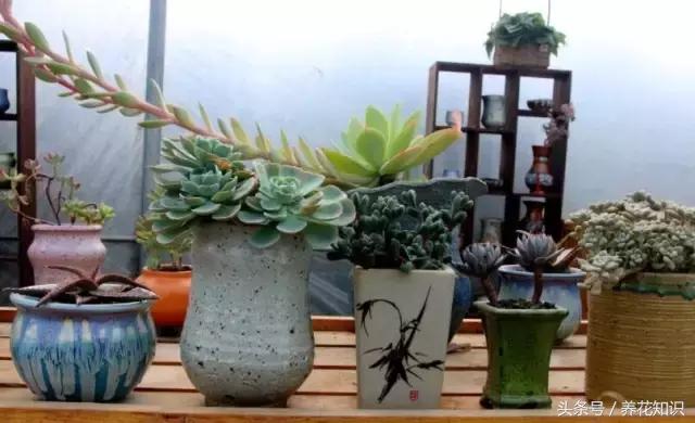 新买的多肉怎么养才能养好,养多肉的乐趣在于什么