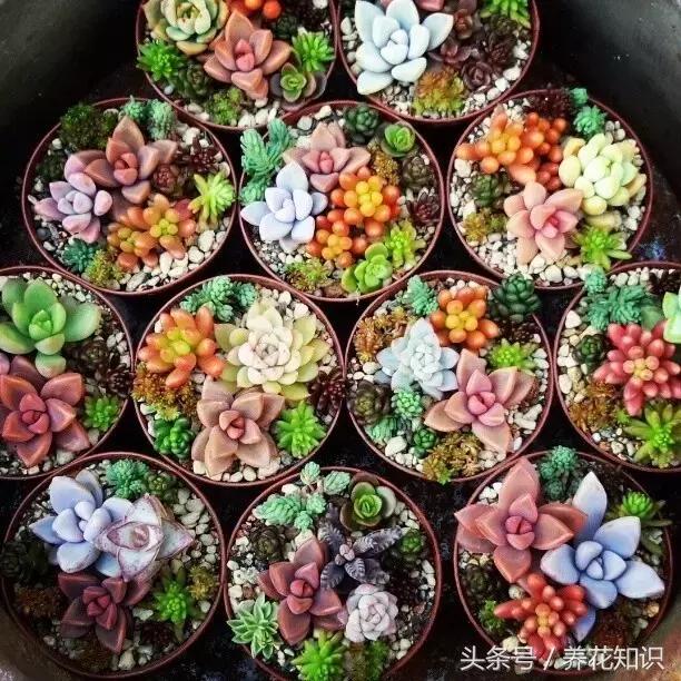新买的多肉怎么养才能养好,养多肉的乐趣在于什么