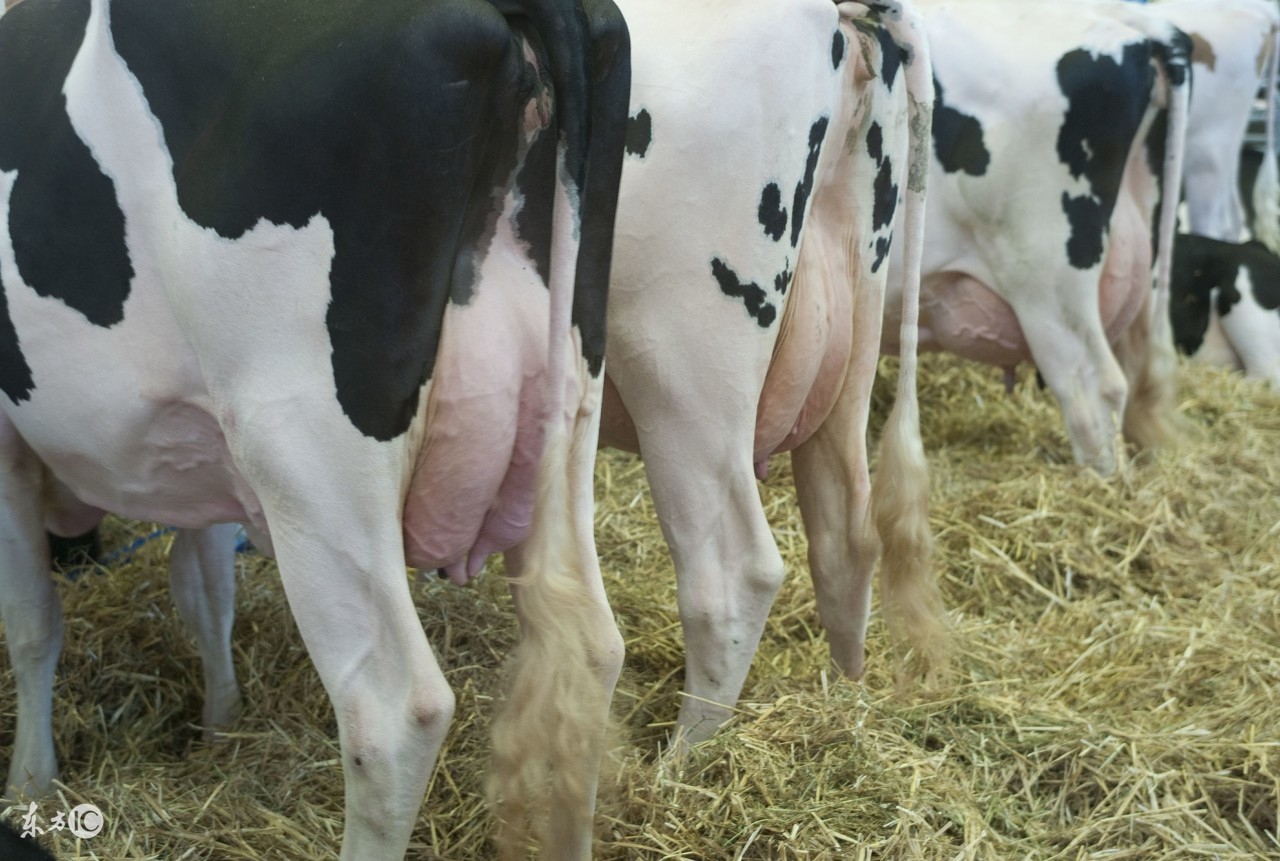 奶牛产道脱出的病因以及治疗措施!