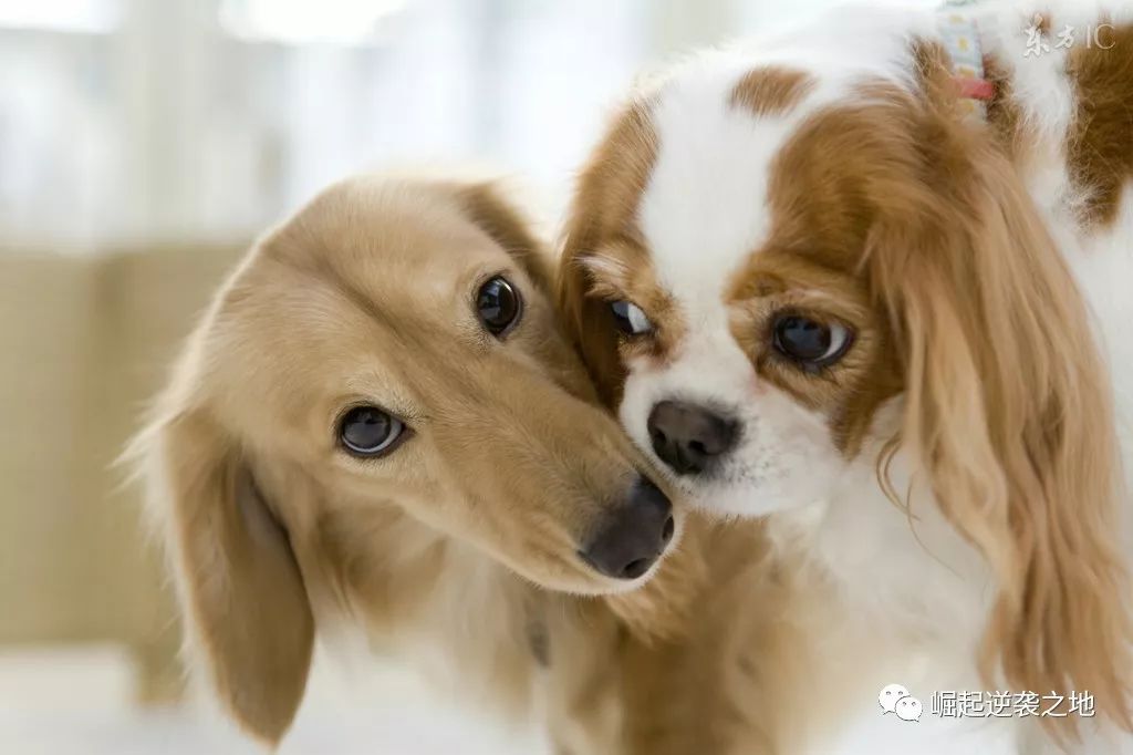 冷门宠物赚钱项目,赚钱小众宠物