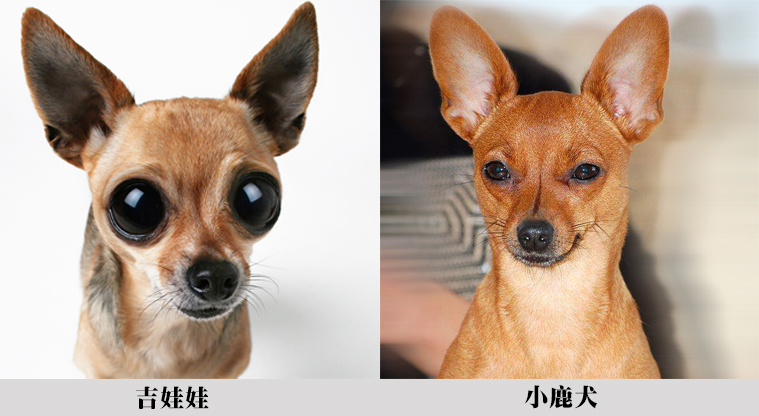 深度解读真假美猴王 (细节分辨真假美猴王)