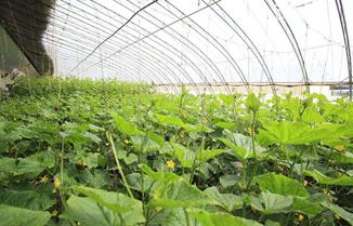 农闲人不闲，农闲可是致富好时机，利用好能大赚一笔