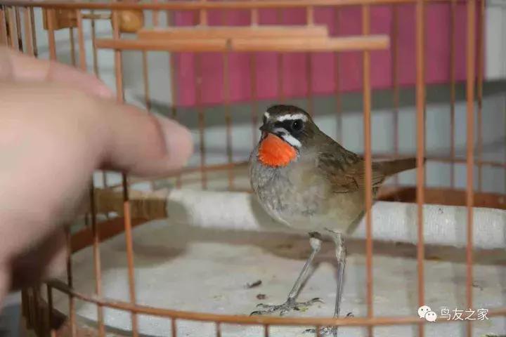 蓝点颏冬季,靛颏冬季饲养管理