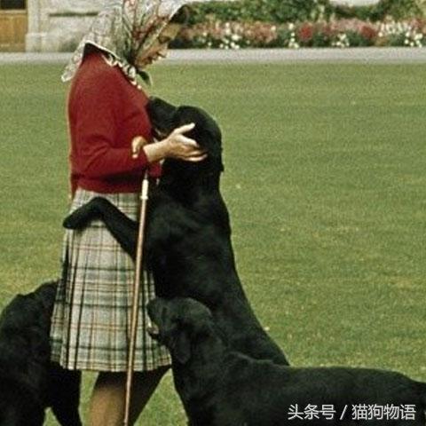 女王最喜欢哪个柯基,女王最喜欢的柯基犬