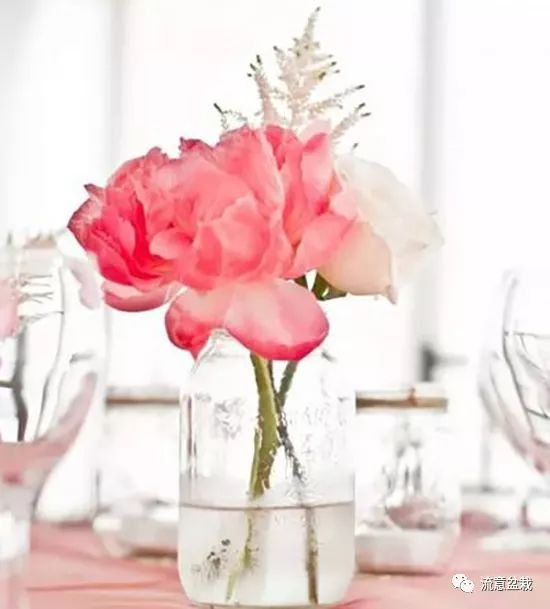 塑料瓶扦插什么花最好,花的瓶插方法