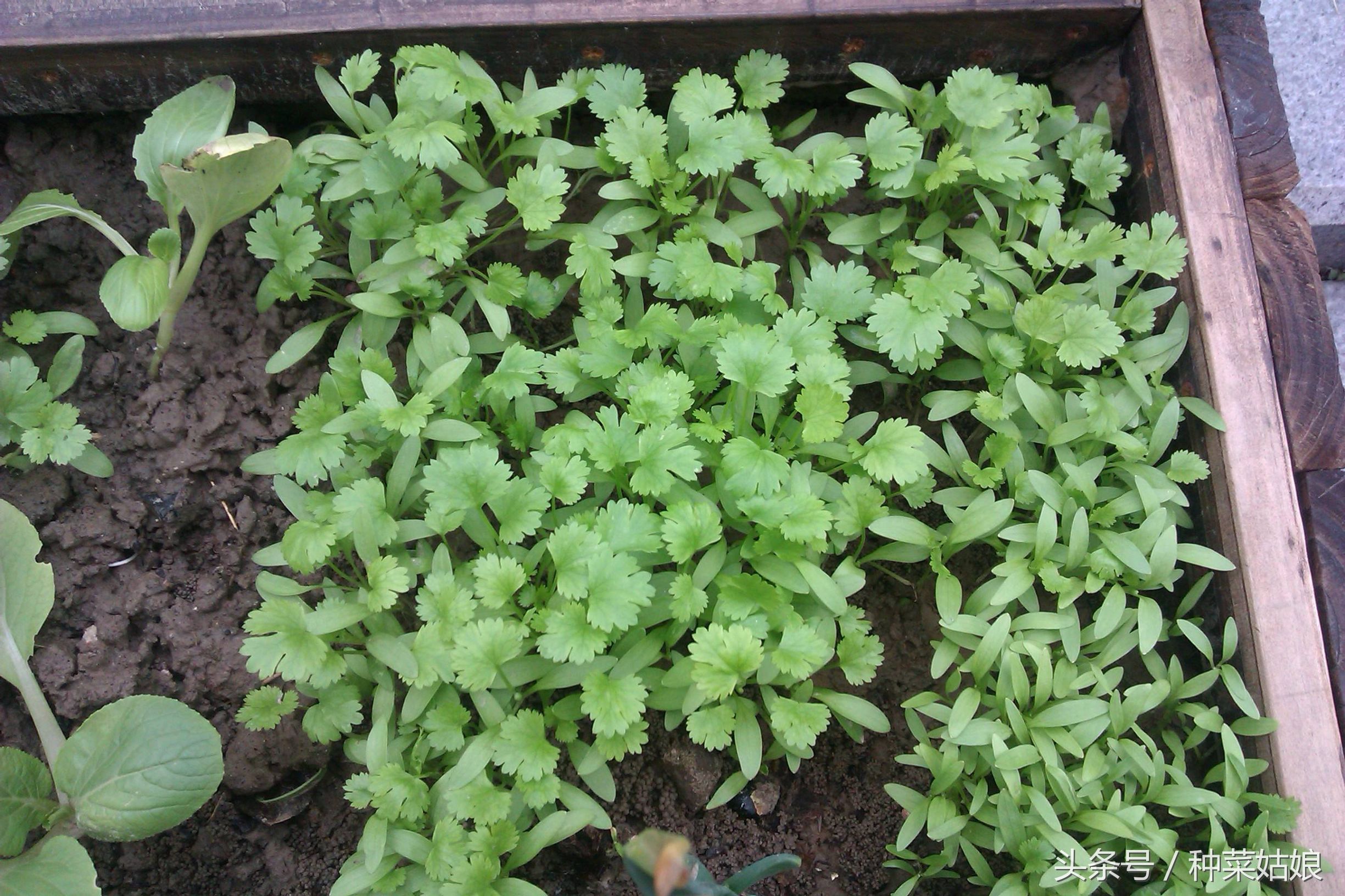 在家种香菜出苗率100%的绝招,种的香菜出苗又细又高怎么办
