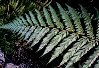 在新西兰我连吃两顿杭伊,还和毛利武士干了一架|出发吧