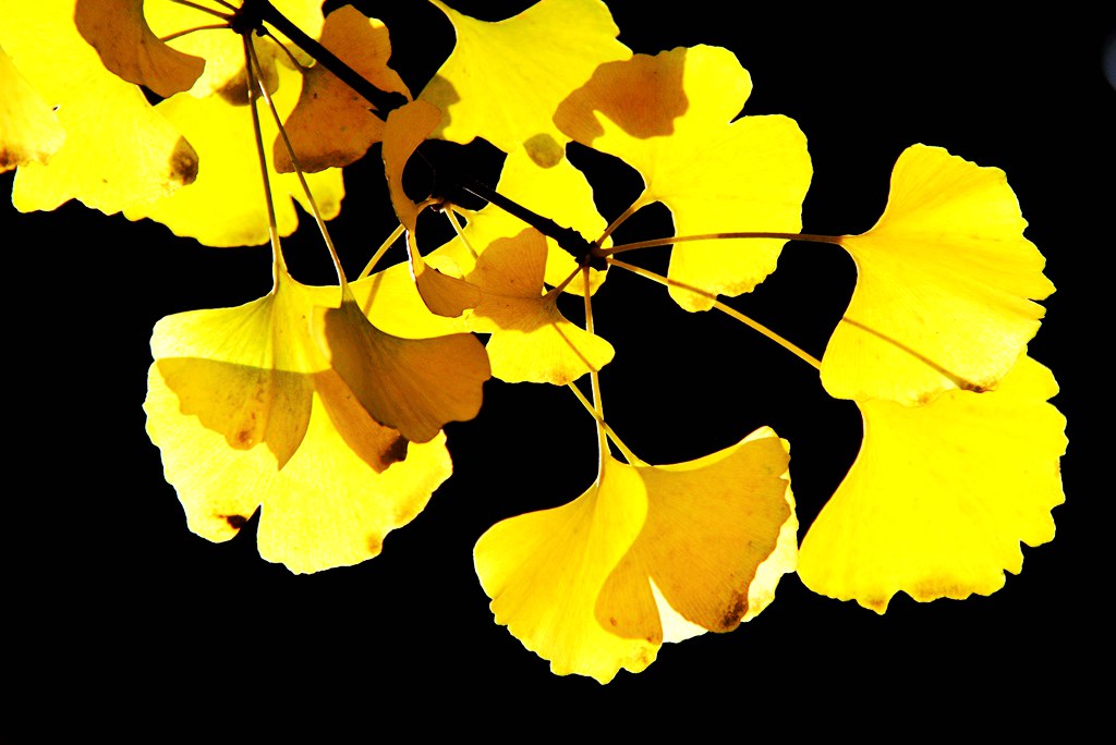 又到银杏叶黄时,又到一年银杏黄