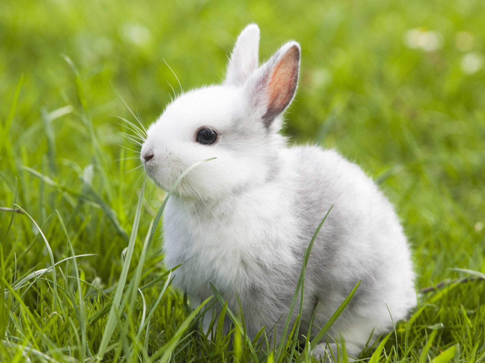 赤兔马是谁的马,赤兔马是吕布的马还是关羽的马