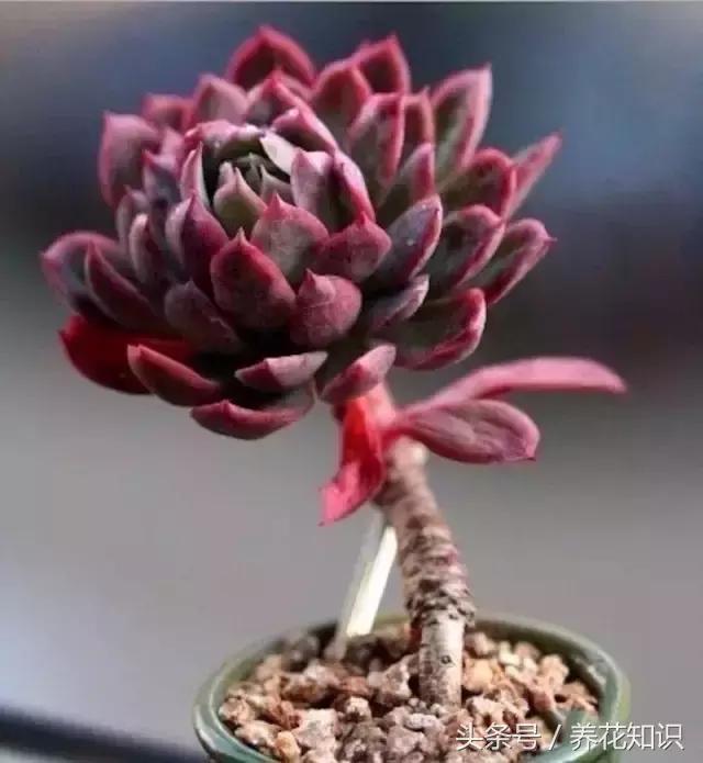 新买的多肉怎么养才能养好,养多肉的乐趣在于什么