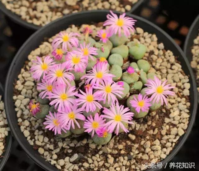新买的多肉怎么养才能养好,养多肉的乐趣在于什么