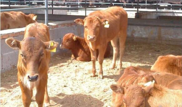 奶牛产道脱出的病因以及治疗措施！