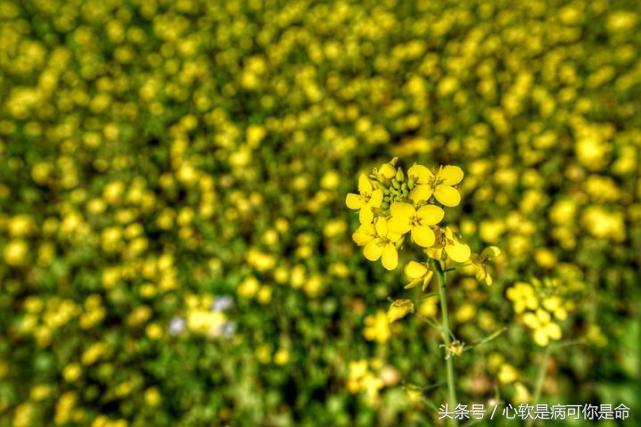 坝美世外桃源简介,坝美世外桃源旅游怎么样