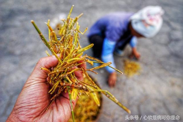 坝美世外桃源简介,坝美世外桃源旅游怎么样