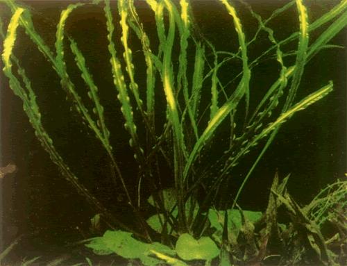 草缸造景中景草怎样选,草缸水草造景教学视频