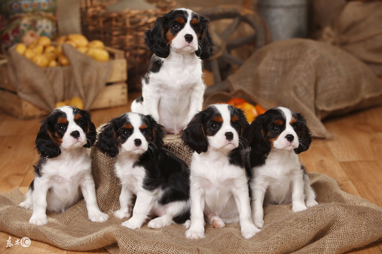 丰县吃狗肉去哪个饭店,丰县沛县狗肉