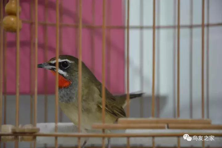 蓝点颏冬季,靛颏冬季饲养管理