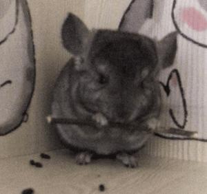 天天吸猫的你看过这些猫科动物吗 (可爱龙猫啮齿目毛丝鼠科动物)