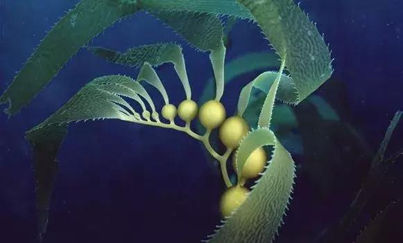 深海巨藻净透,深海巨藻修护精粹水