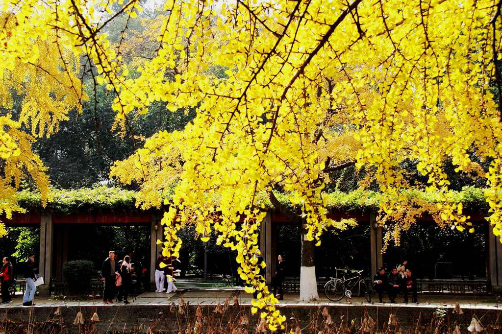 又到银杏叶黄时,又到一年银杏黄