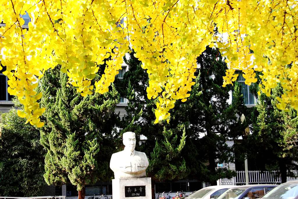 又到银杏叶黄时,又到一年银杏黄