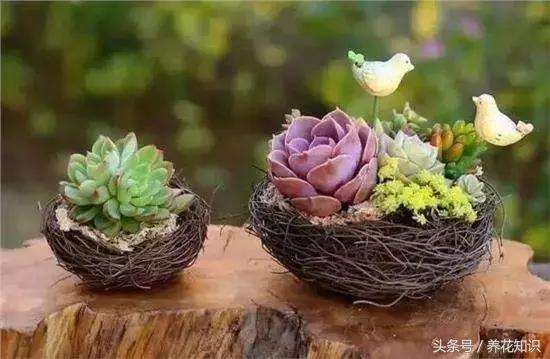 新买的多肉怎么养才能养好,养多肉的乐趣在于什么