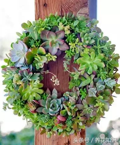 新买的多肉怎么养才能养好,养多肉的乐趣在于什么