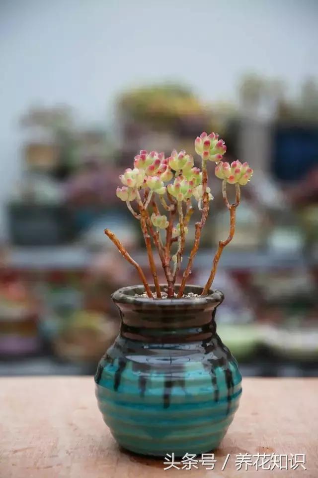 新买的多肉怎么养才能养好,养多肉的乐趣在于什么
